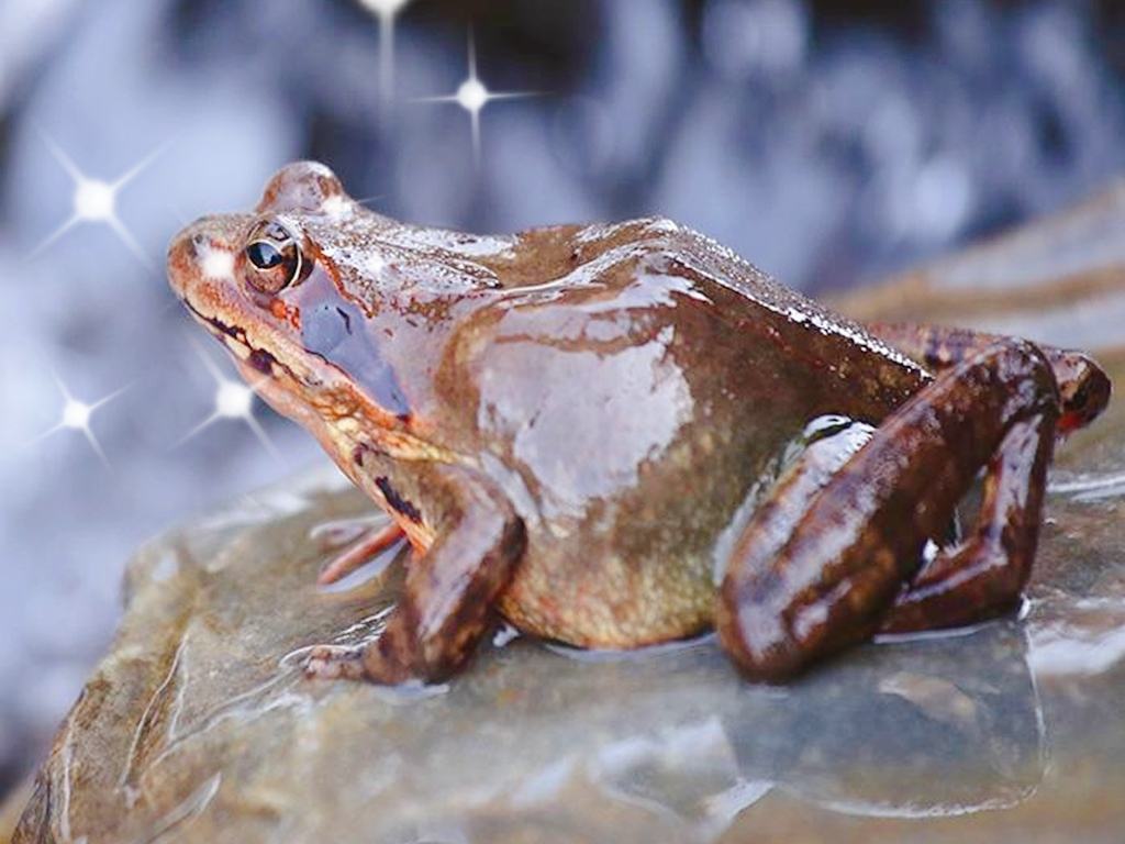 插队时的记忆：五十多年前三道湾抓蛤蟆