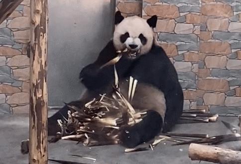 盘点网红大熊猫搞笑场面,大熊猫一摔成名