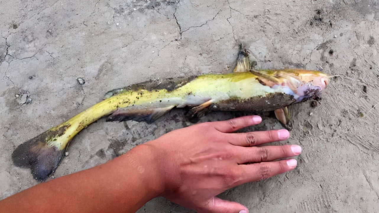 即将消失的四种河鲜,即将消失的5种农村河鲜