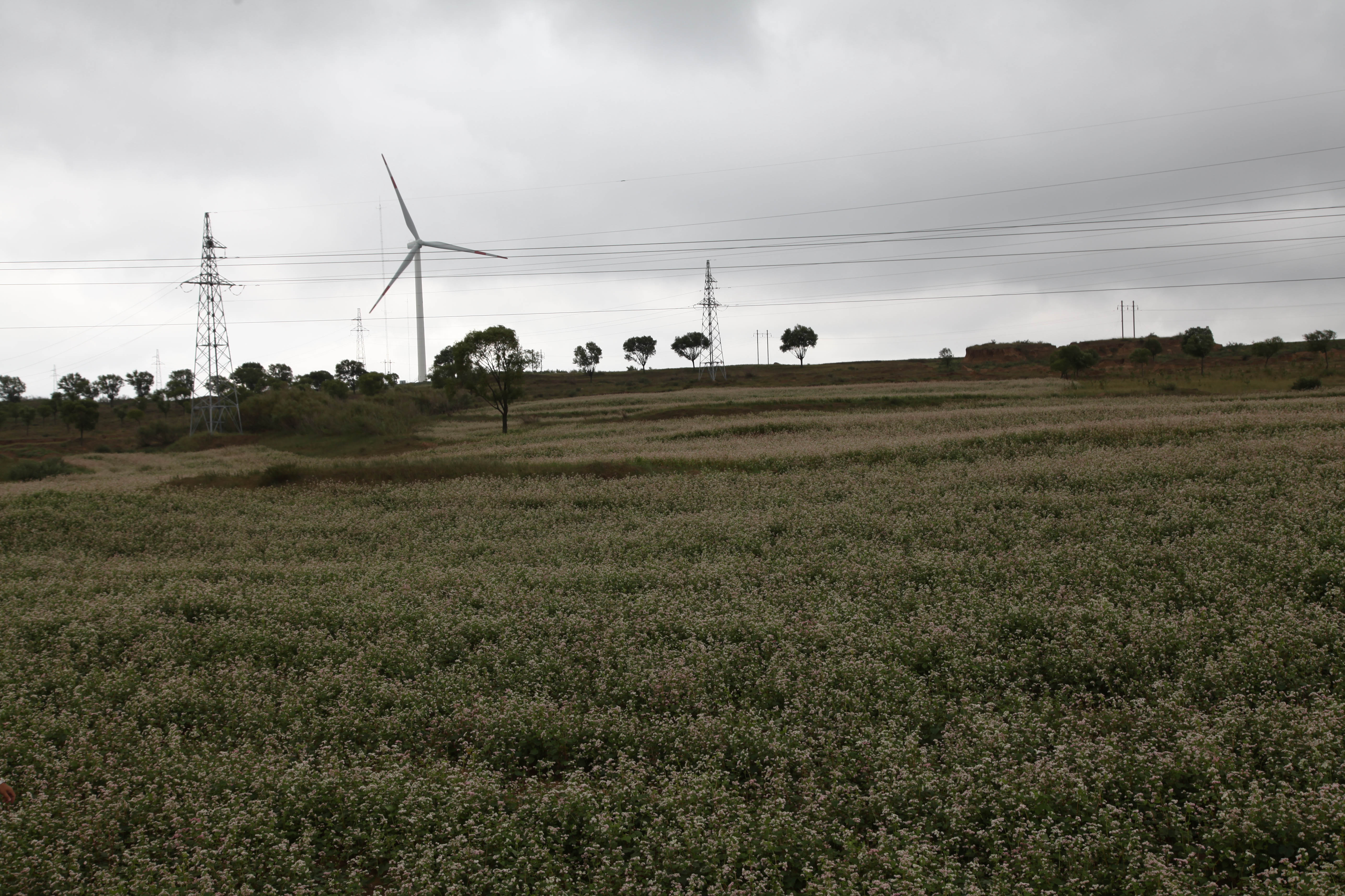 农业科技这十年丨冯佰利：深耕小杂粮成就品牌“天下知”