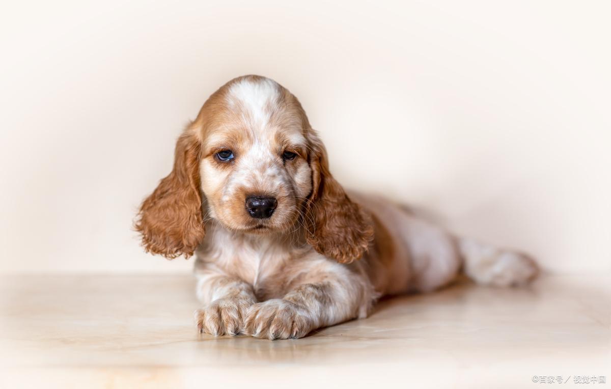 养狗的好处和养狗的坏处视频,如果你想养猫一定要清楚这4件事