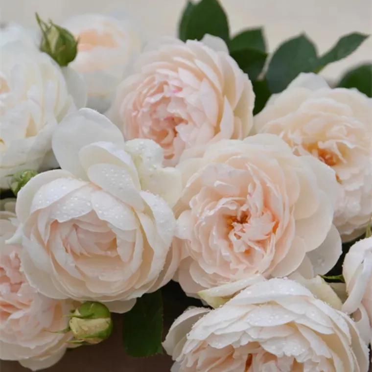 常见切花月季一览（40）（接上期）