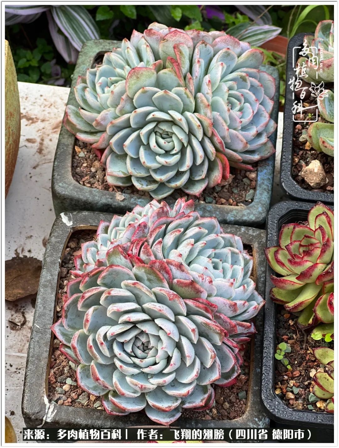 多肉的正确养殖方法冬天怎么养活,多肉怎么养活而且长得快且好看