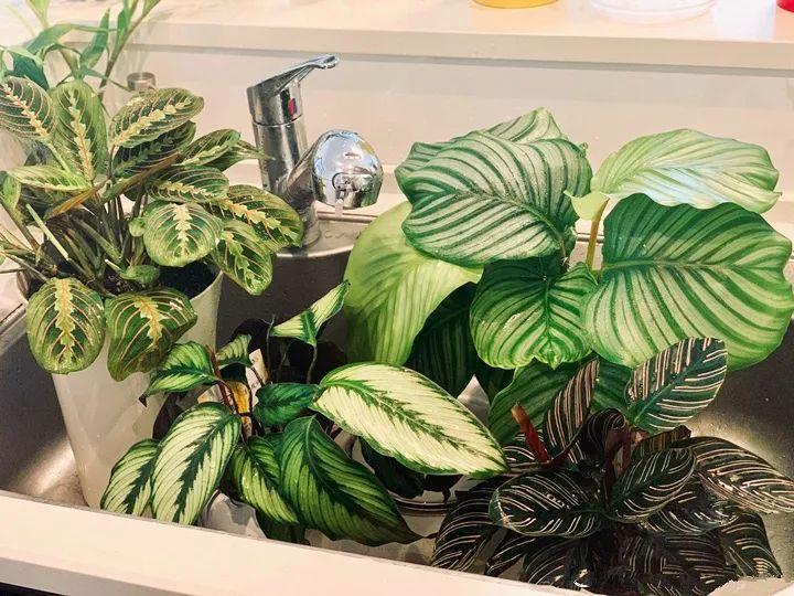 适合室内养的耐阴花和植物,什么花耐阴最好养不怕晒