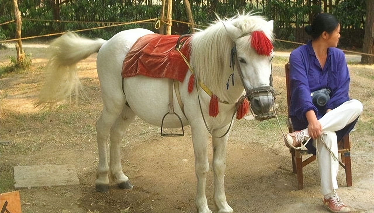 白龙马惨死马棚完整版,白龙马剧组解散后杨洁为何落泪