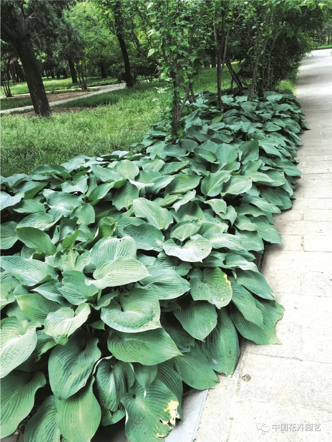 玉簪种植园艺造型,玉簪如何种植