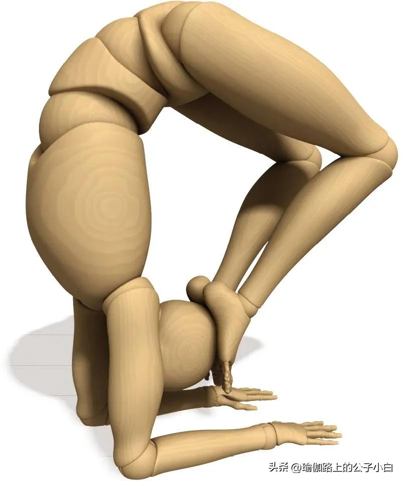 瑜伽解剖体式哈他,瑜伽解剖体式讲解