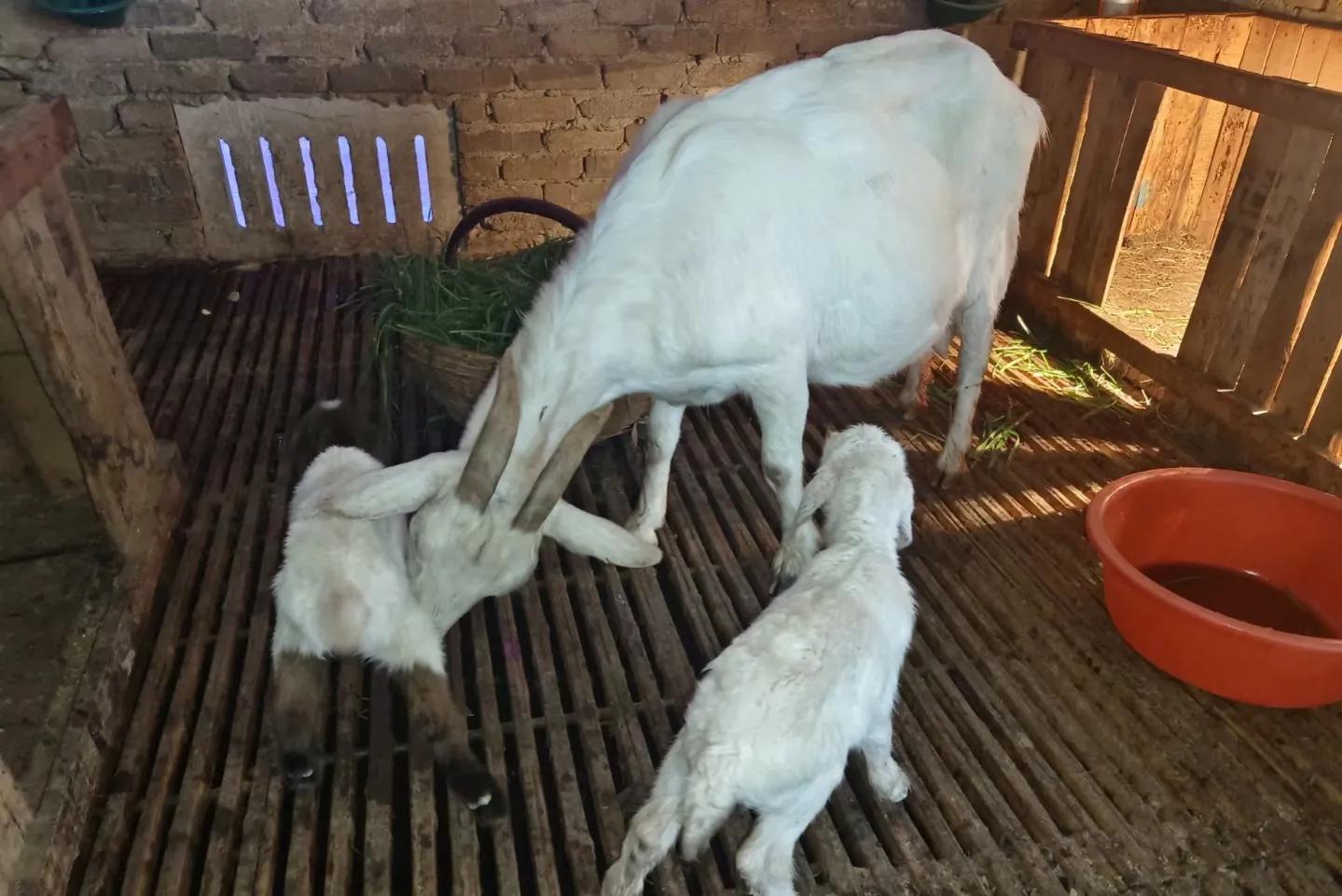 养羊母羊产后管理,养羊新生羔羊的护理视频