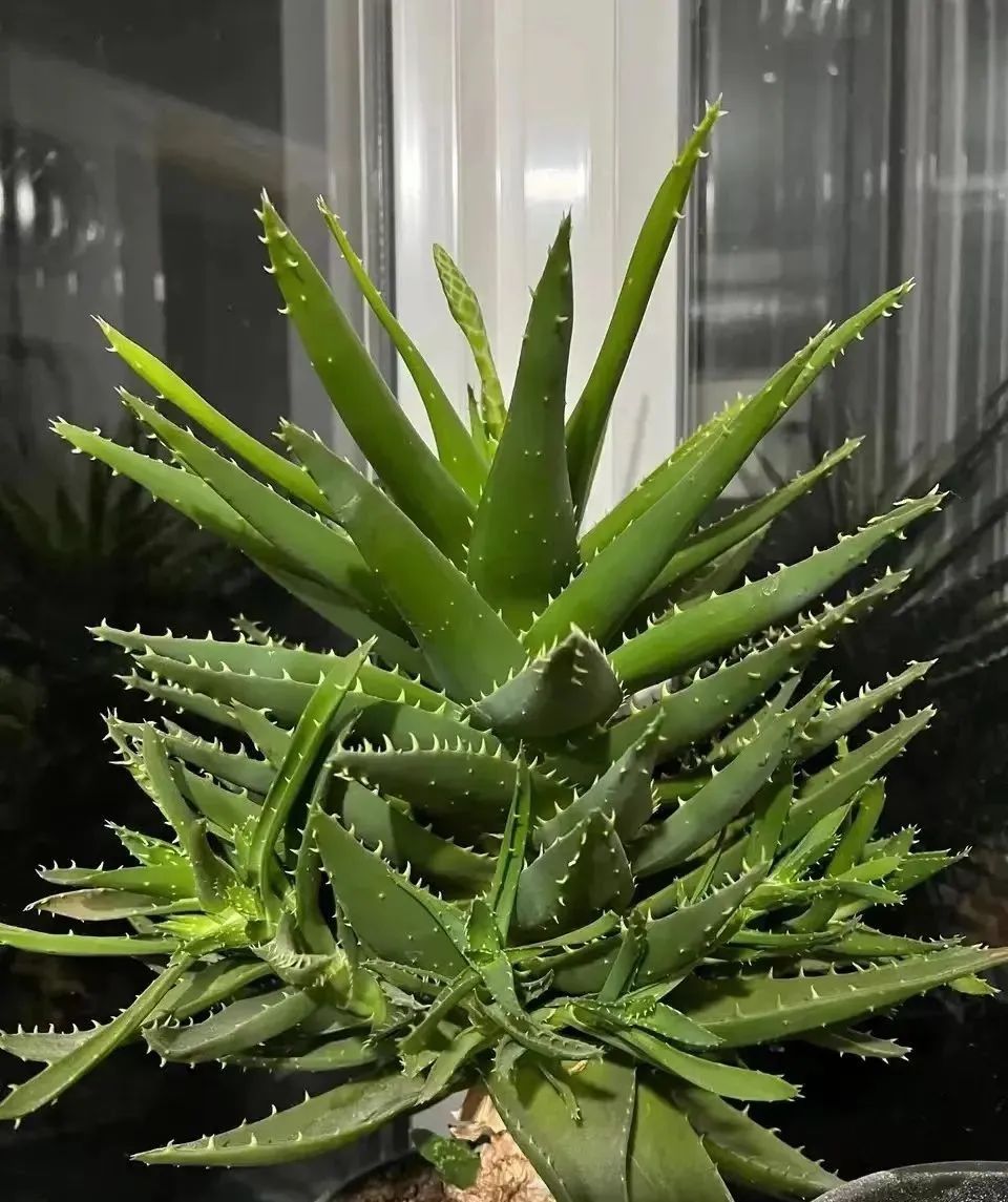 芦荟优点多，是家庭“小药箱”，好养耐看，值得拥有