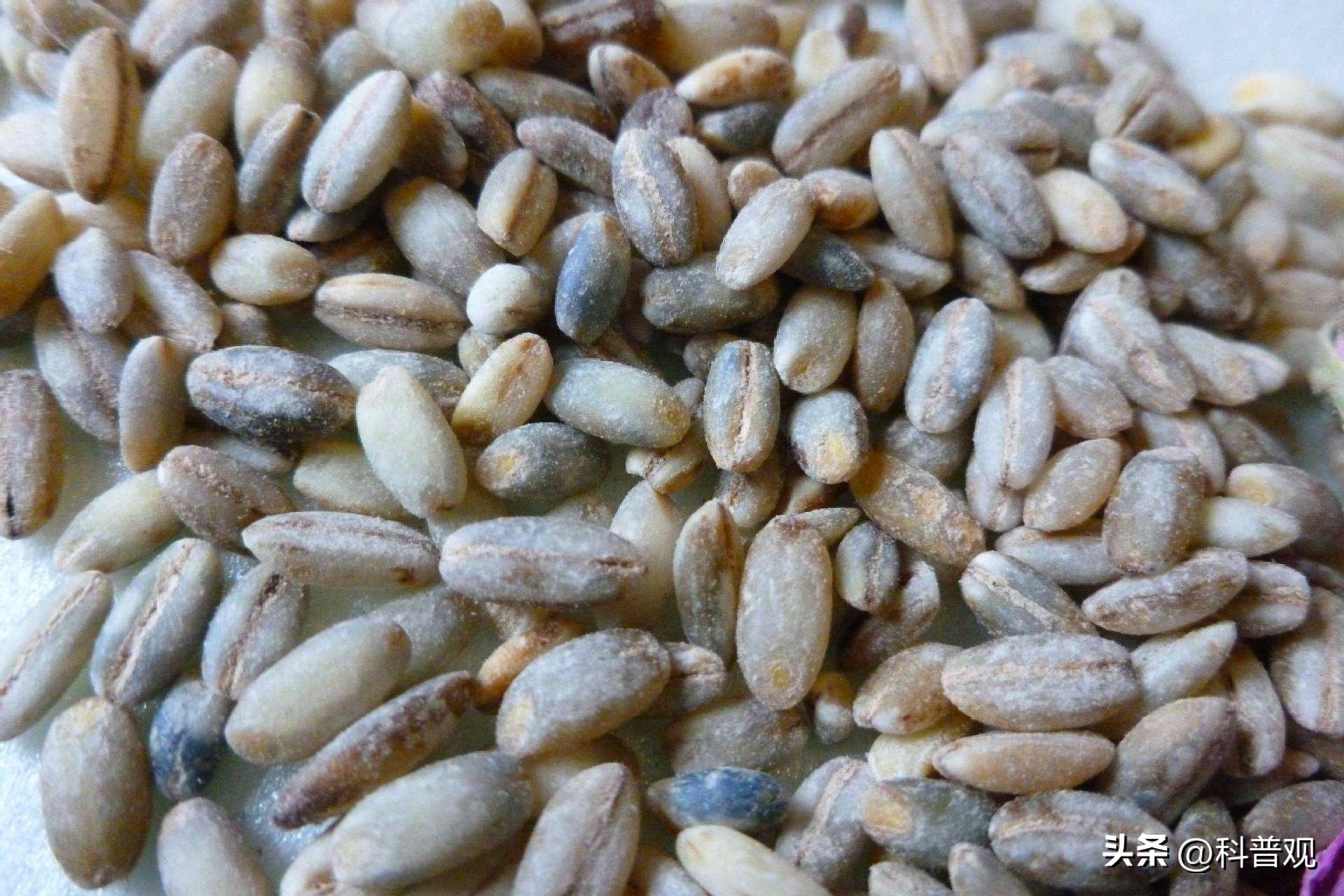 四川臭猪肉悬挂房梁30年,四川臭猪肉对人有什么危害