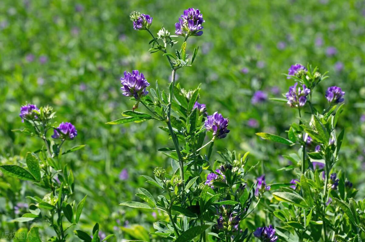 侏儒兔养殖能赚钱么,南宁侏儒兔养殖