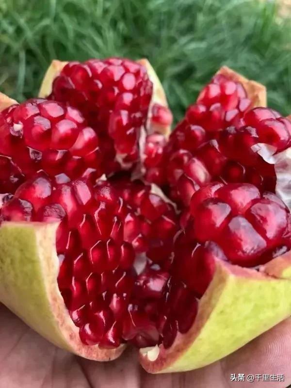突尼斯软籽石榴超级好吃,突尼斯软籽石榴不用吐籽就能吃