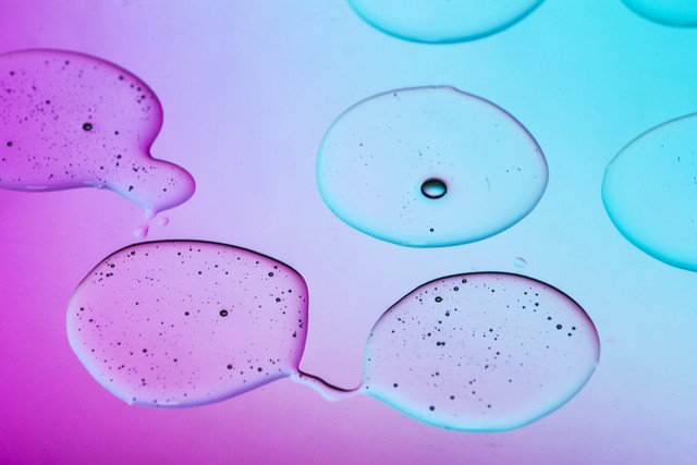 大白菜乳酸菌发酵,白甘蓝与紫甘蓝