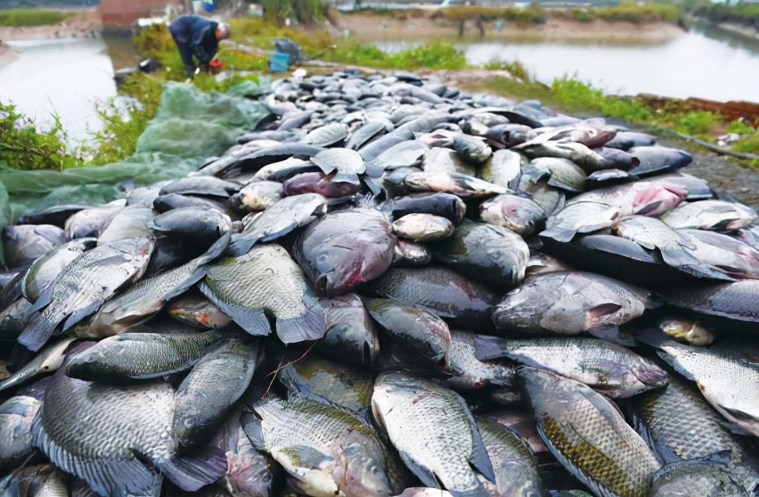 “非洲鲫鱼”入侵我国，对付了它65年仍杀不尽，为何不吃掉它？