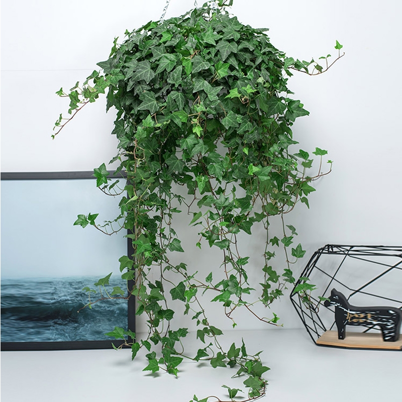 治愈系盆栽绿植推荐,室内小型绿植花卉推荐品种