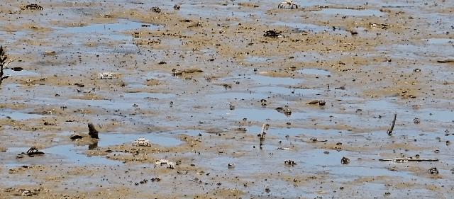 最震撼的红树林,最不真实的红树林