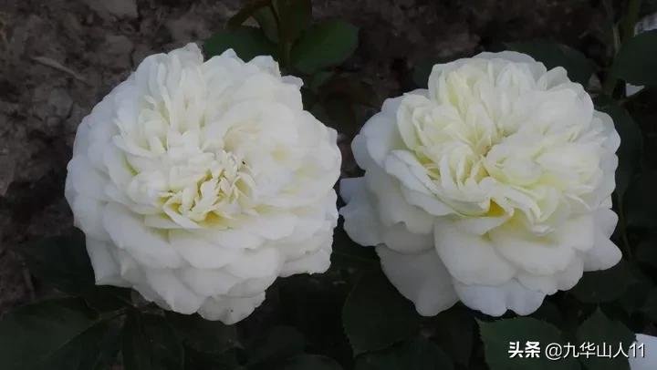 常见丰花月季品种一览,阳台盆栽丰花月季什么品种最好