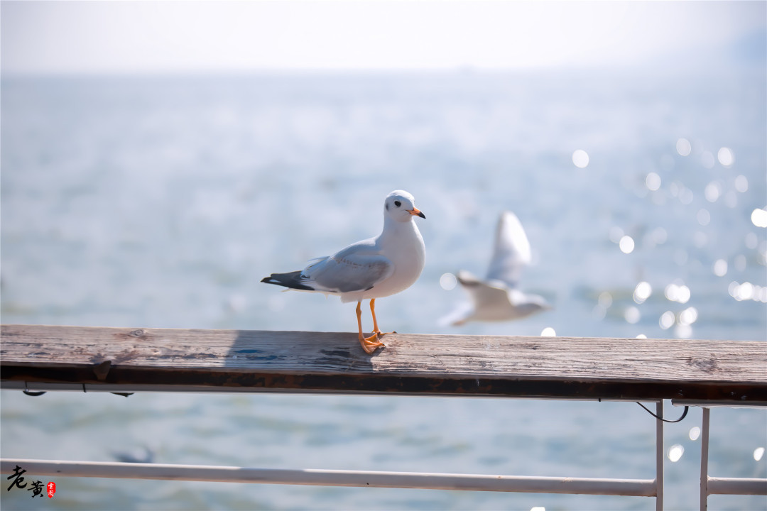 昆明滇池边海鸥图片,冬季来昆明海埂大坝看海鸥太美了