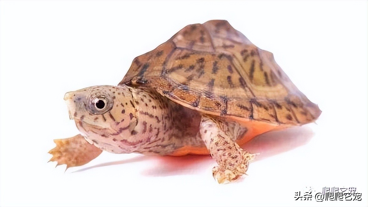 看看哪些三位数龟类性价比高！