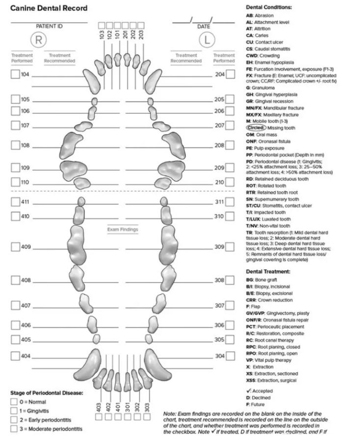 不麻醉怎么给猫洗牙,犬猫洗牙的方法步骤及注意事项