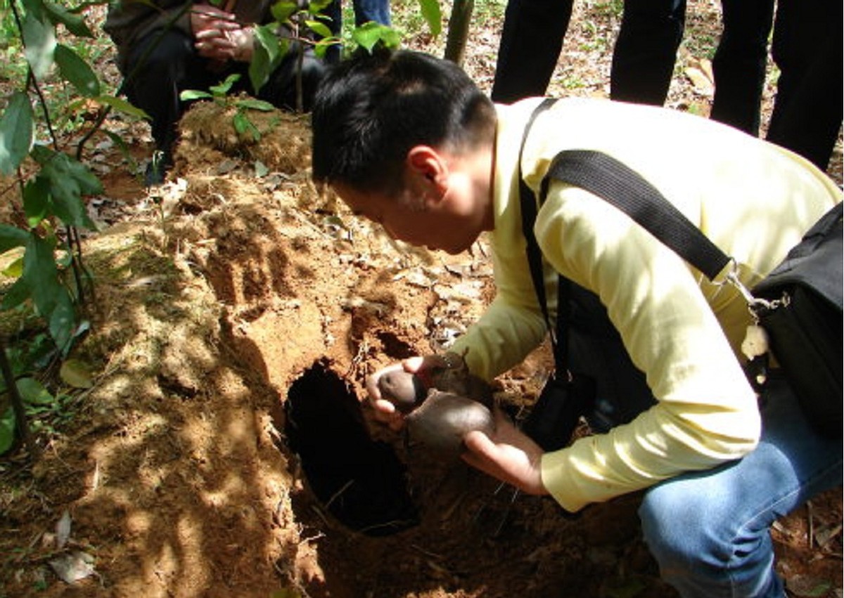 白蚁家族中的大熊猫,白蚁培育的黑色菌类