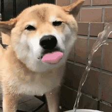 狗狗经常喝粥好吗,狗狗经常喝茶水好吗