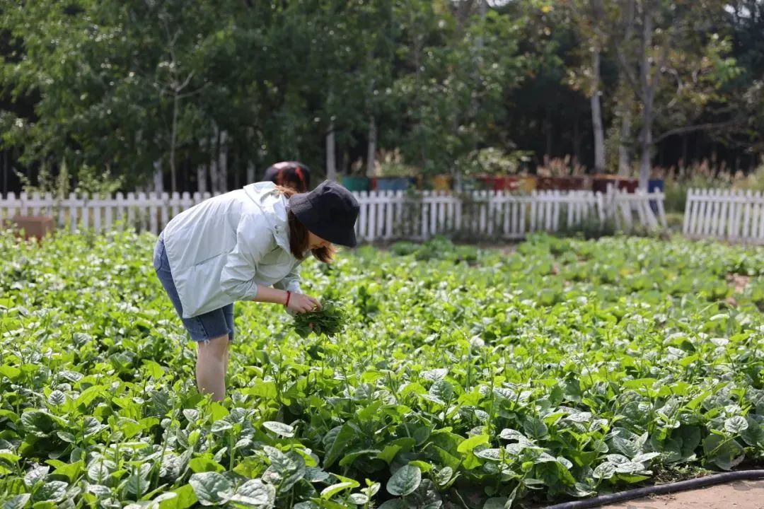 北京秋季采摘最全攻略,春日踏青采摘