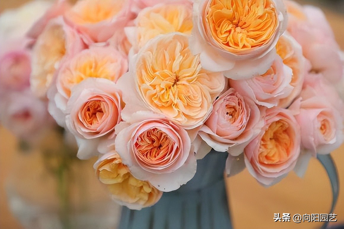 买花在哪个平台买比较便宜,网上买花哪里便宜