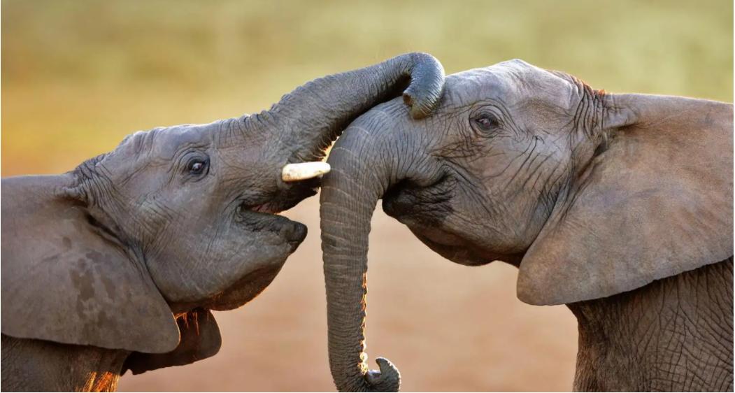 抽烟酗酒，甚至还会吸毒，动物们究竟有多狂野？网友：老烟民了