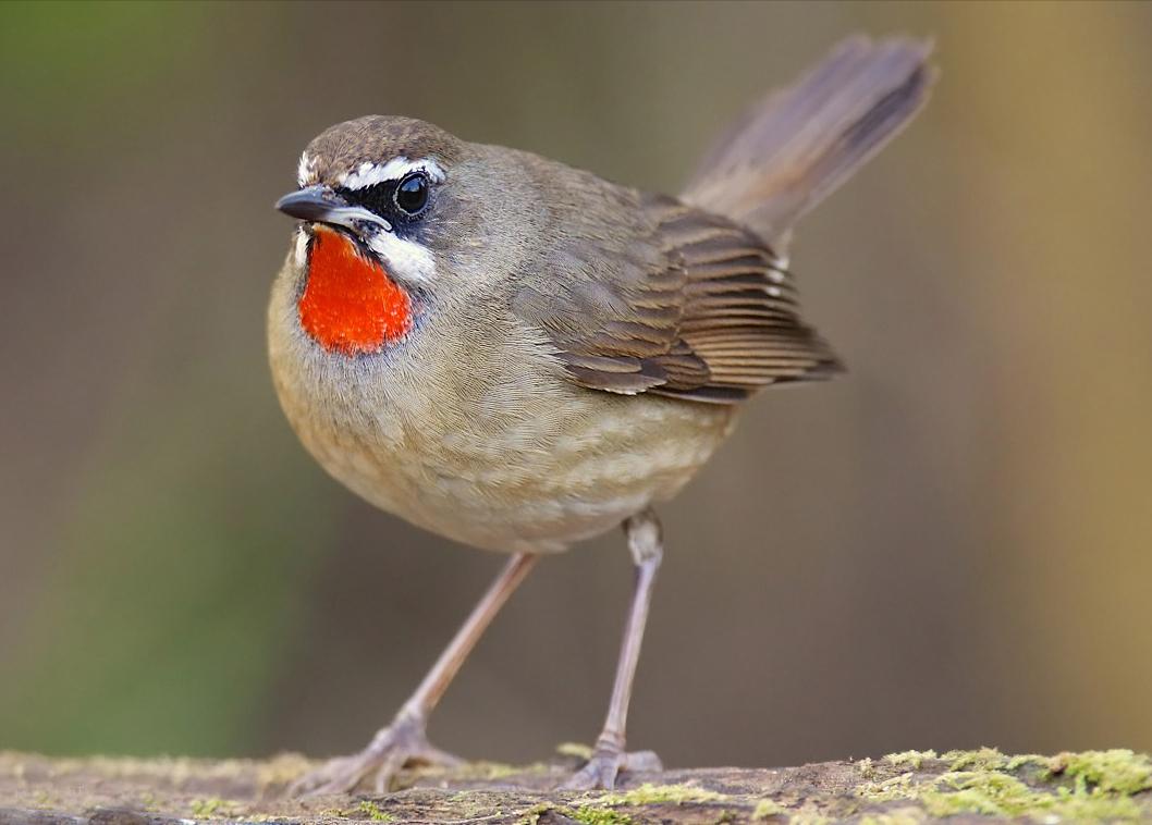 鸟儿大全高清图,高清珍稀鸟动态图片大全