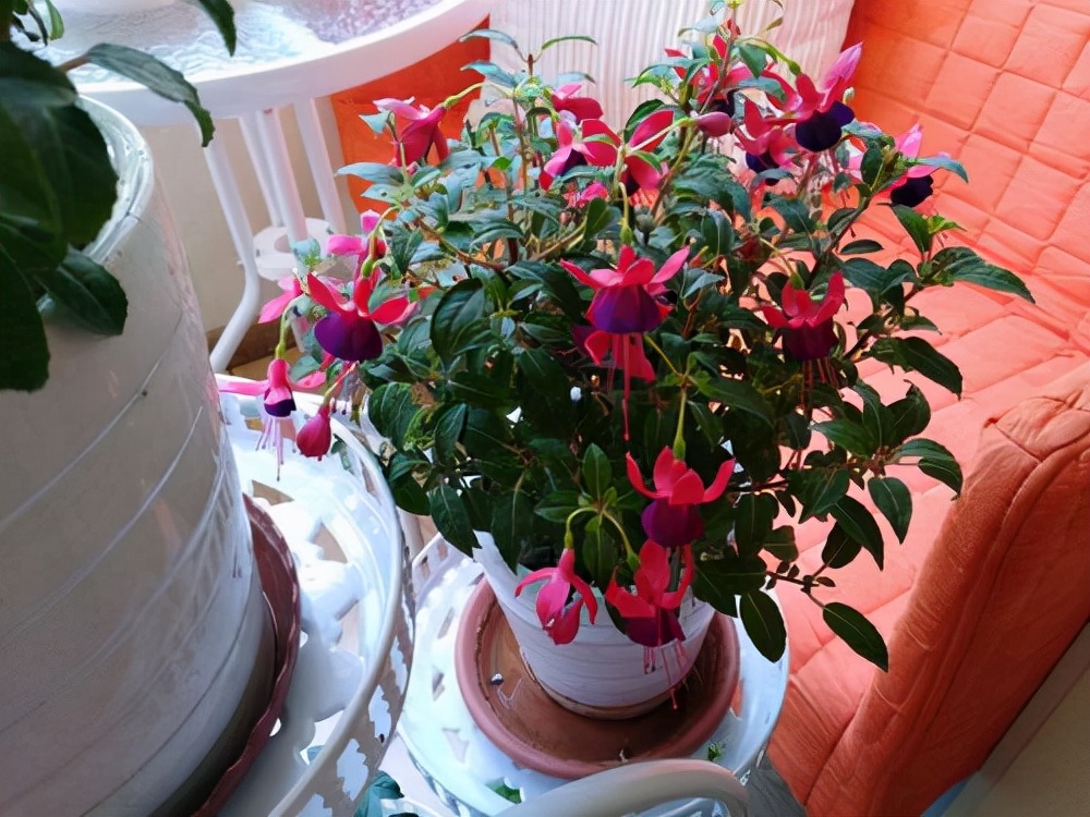 家里光照不足建议养这10种耐阴花,阴暗无光角落适合养什么花