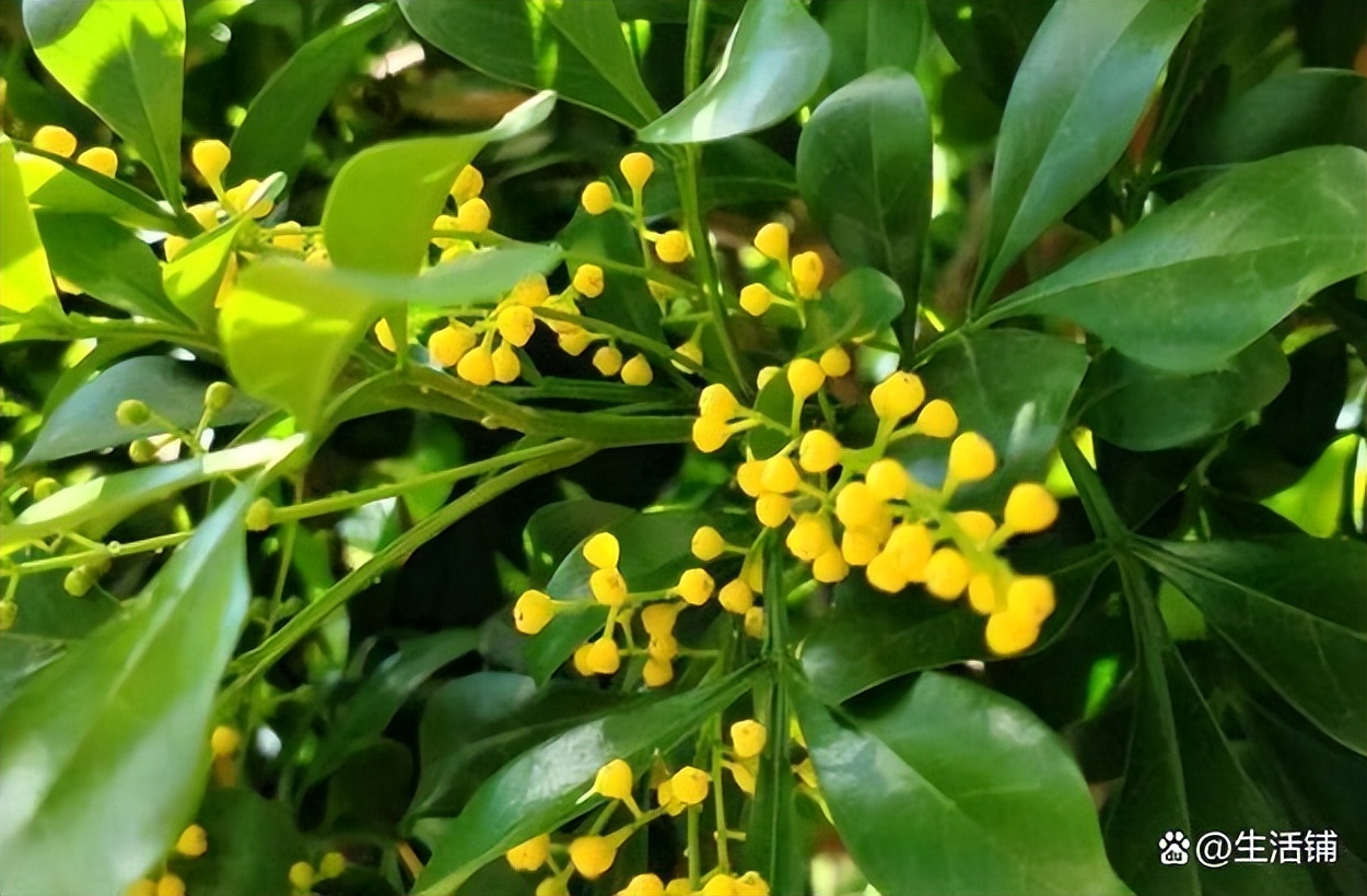 米兰花在北方冬天能开花吗,米兰花四季养护要点有哪些