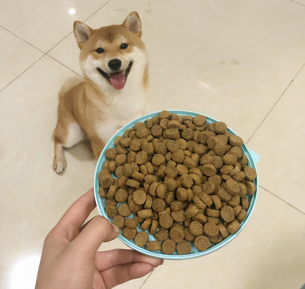 狗狗的哪几种行为最让铲屎官烦恼,狗狗最想让铲屎官知道的八件事