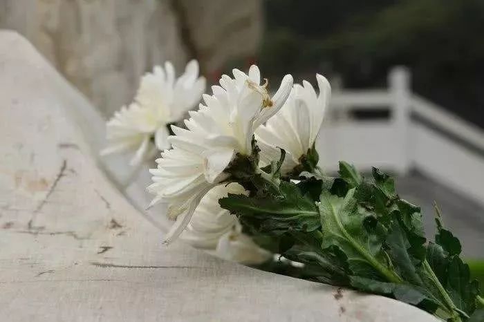 母亲去世后弟弟起诉哥哥,母亲过世父亲抛弃女儿可以起诉吗