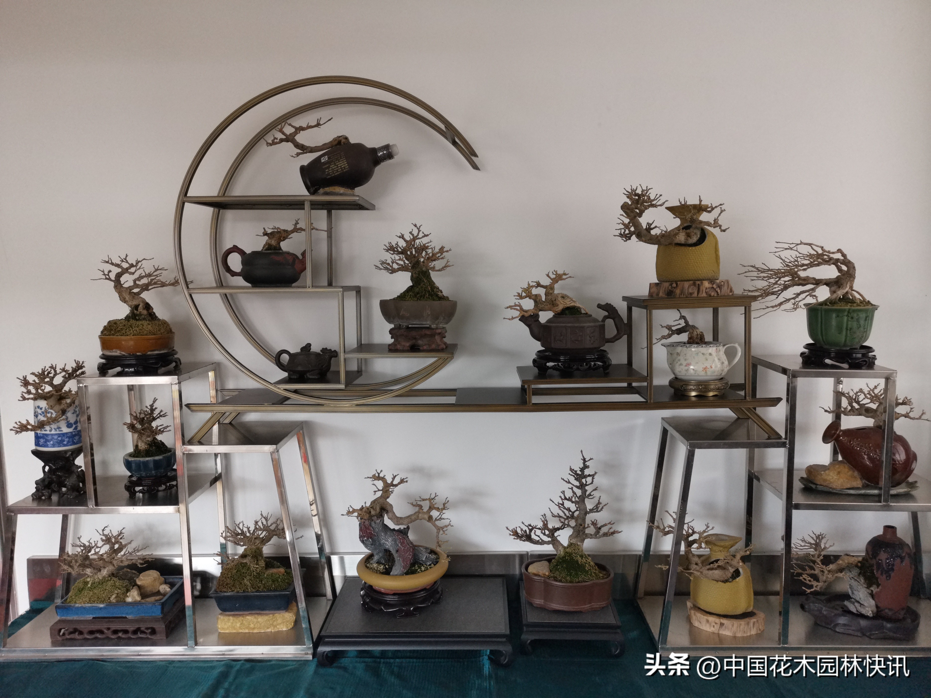 三角梅精品小老桩盆景,三角梅盆景制作视频全教程