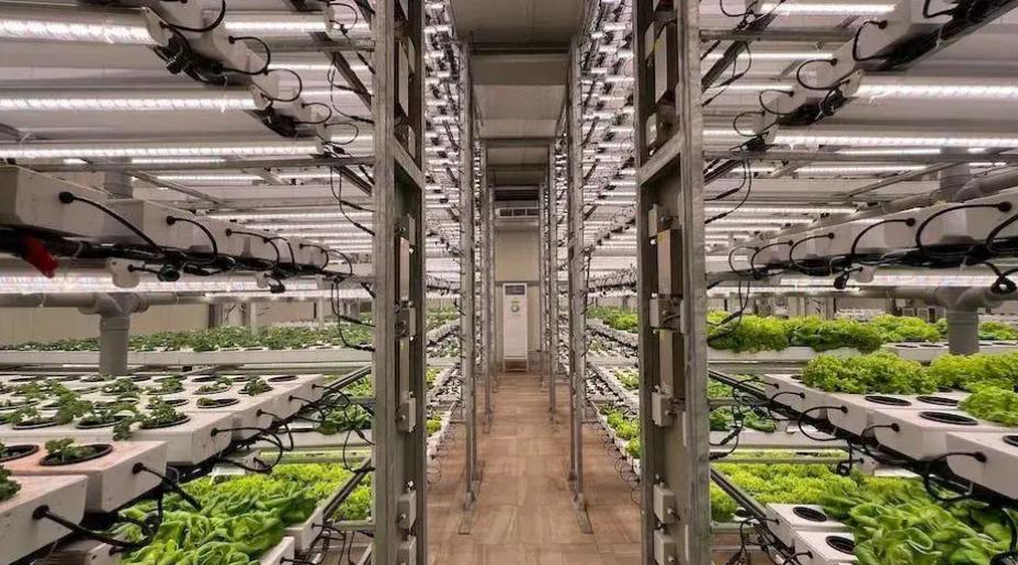 卡塔尔世界杯花了2200亿美元,卡塔尔世界杯农业