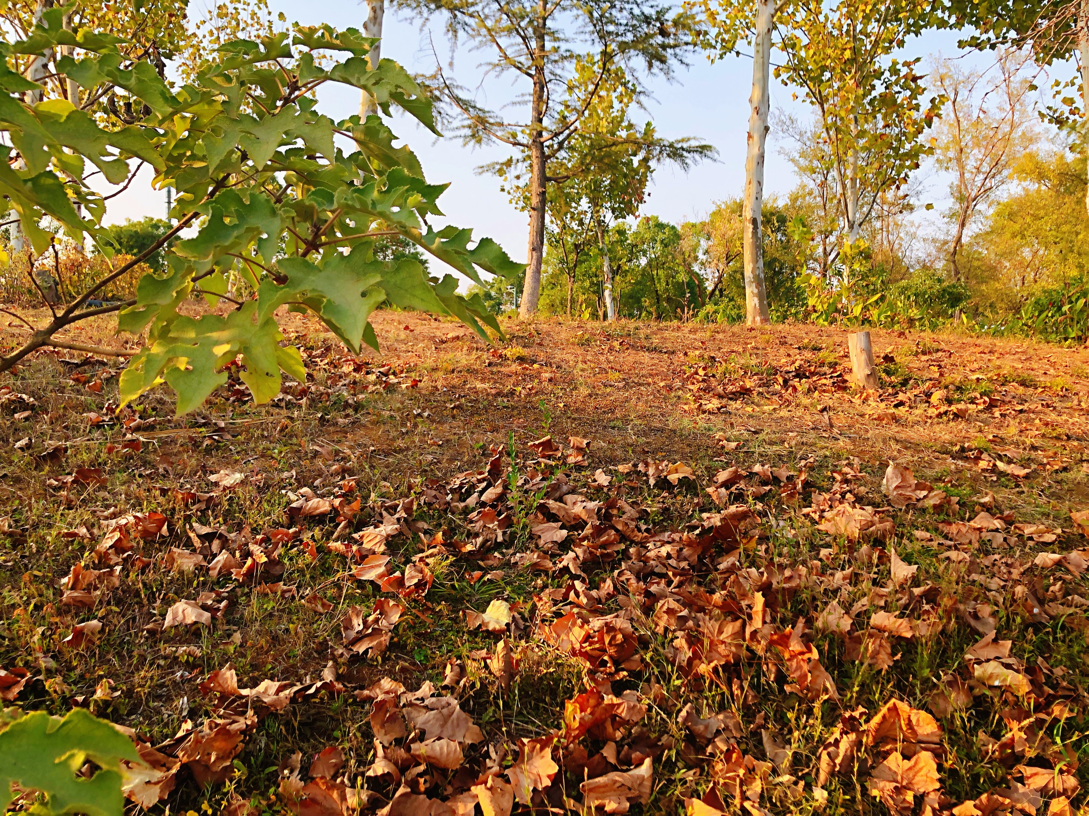 海滨松雅湖湿地公园,2020年长沙松雅湖湿地公园