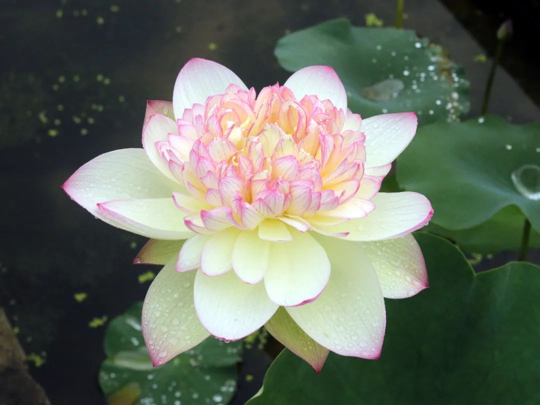 绝美的荷花品种大全图集,超好看荷花品种大型荷花