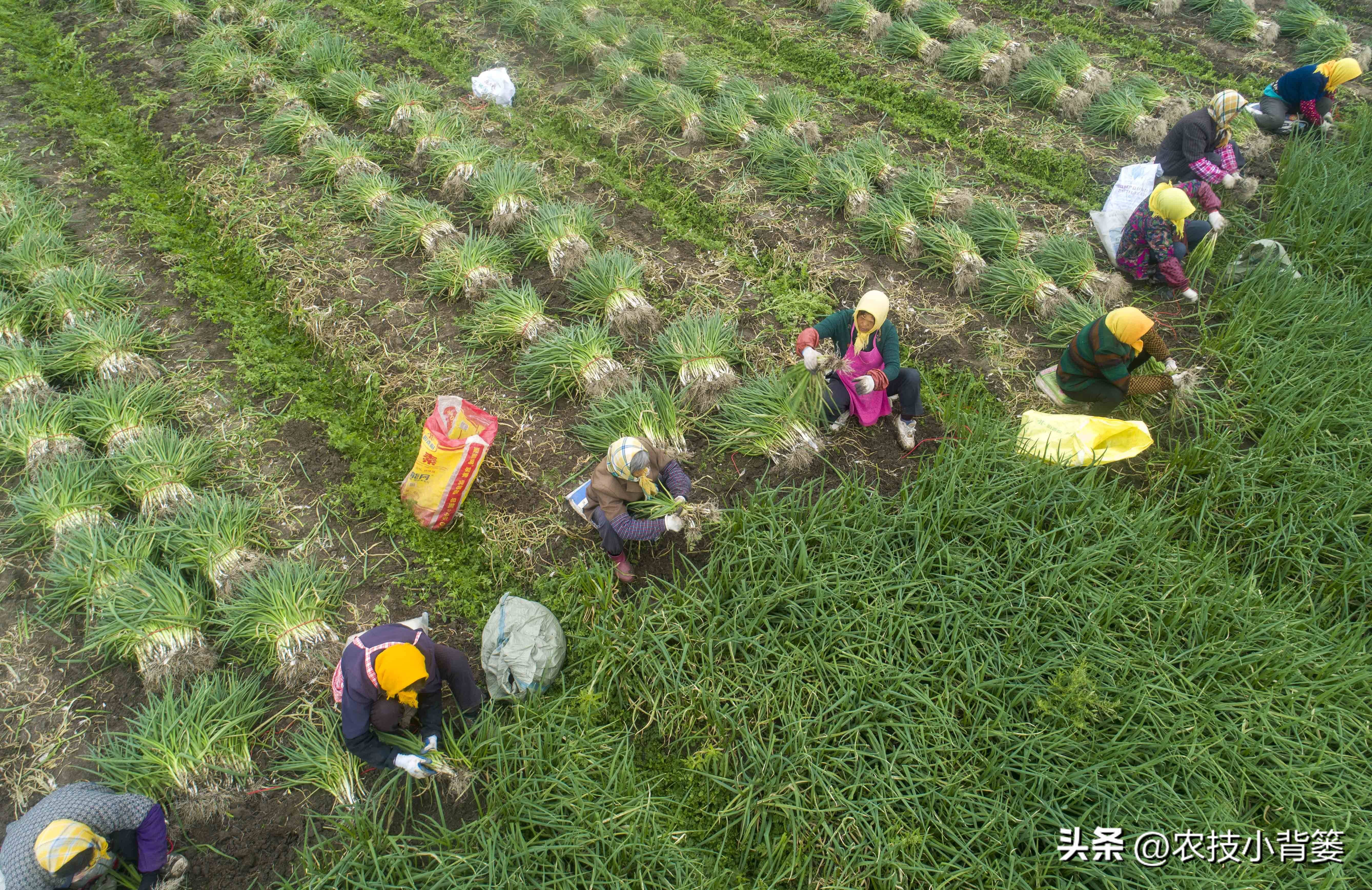 小香葱的种植方法与时间,小香葱播种多久可以采收