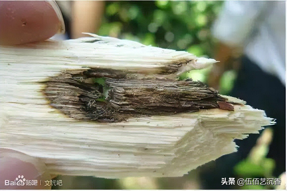 沉香造假最新视频,沉香造假的手法