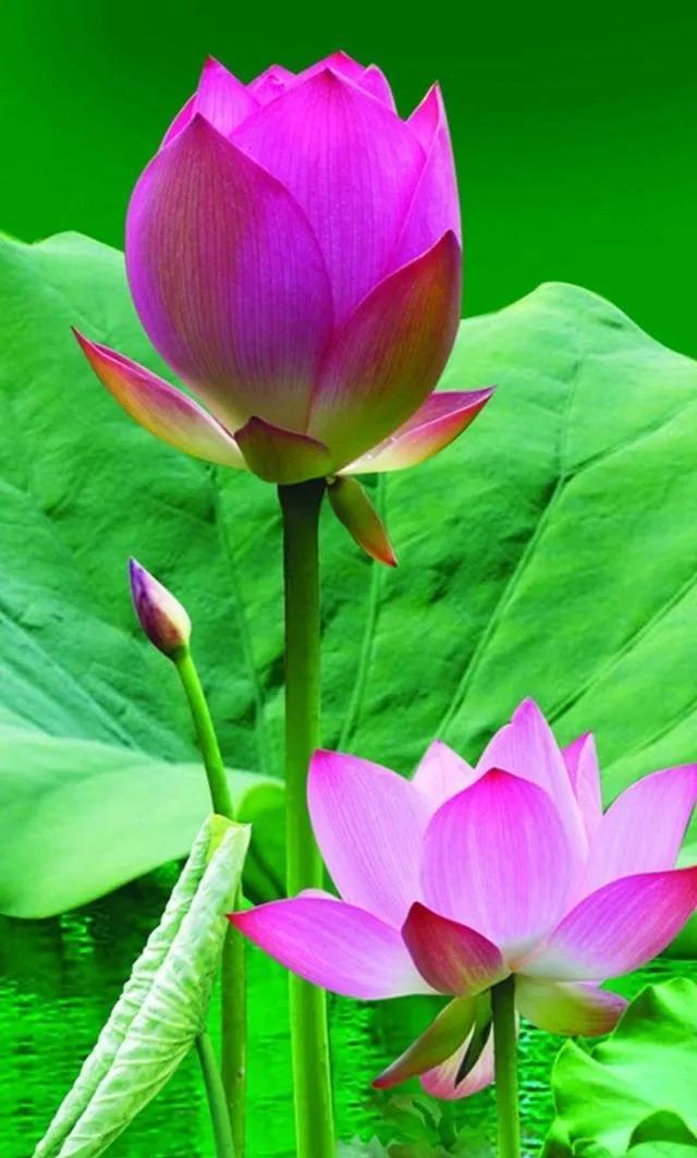 漂亮美丽的荷花壁纸,雨中荷花壁纸荣盛城