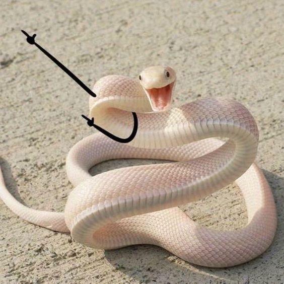 吃一顿肉能扛几天不吃饭,吃一顿饭撑两天