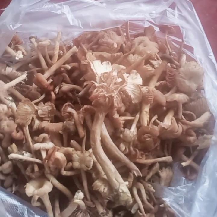 变声器,变声软件