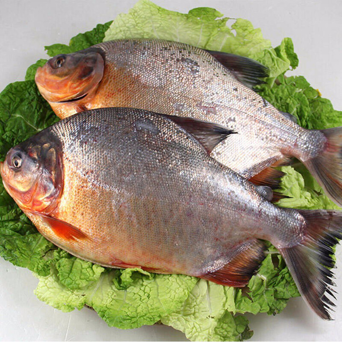 海鲳鱼和淡水鲳鱼有什么区别,海鲳鱼和银鲳鱼的区别