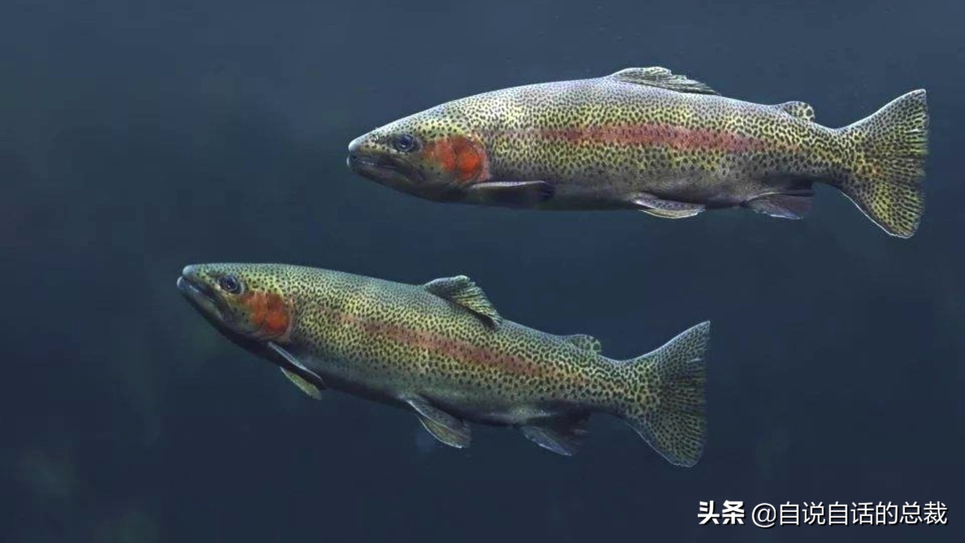 三文鱼水光真假分辨,哪种才是真正的三文鱼