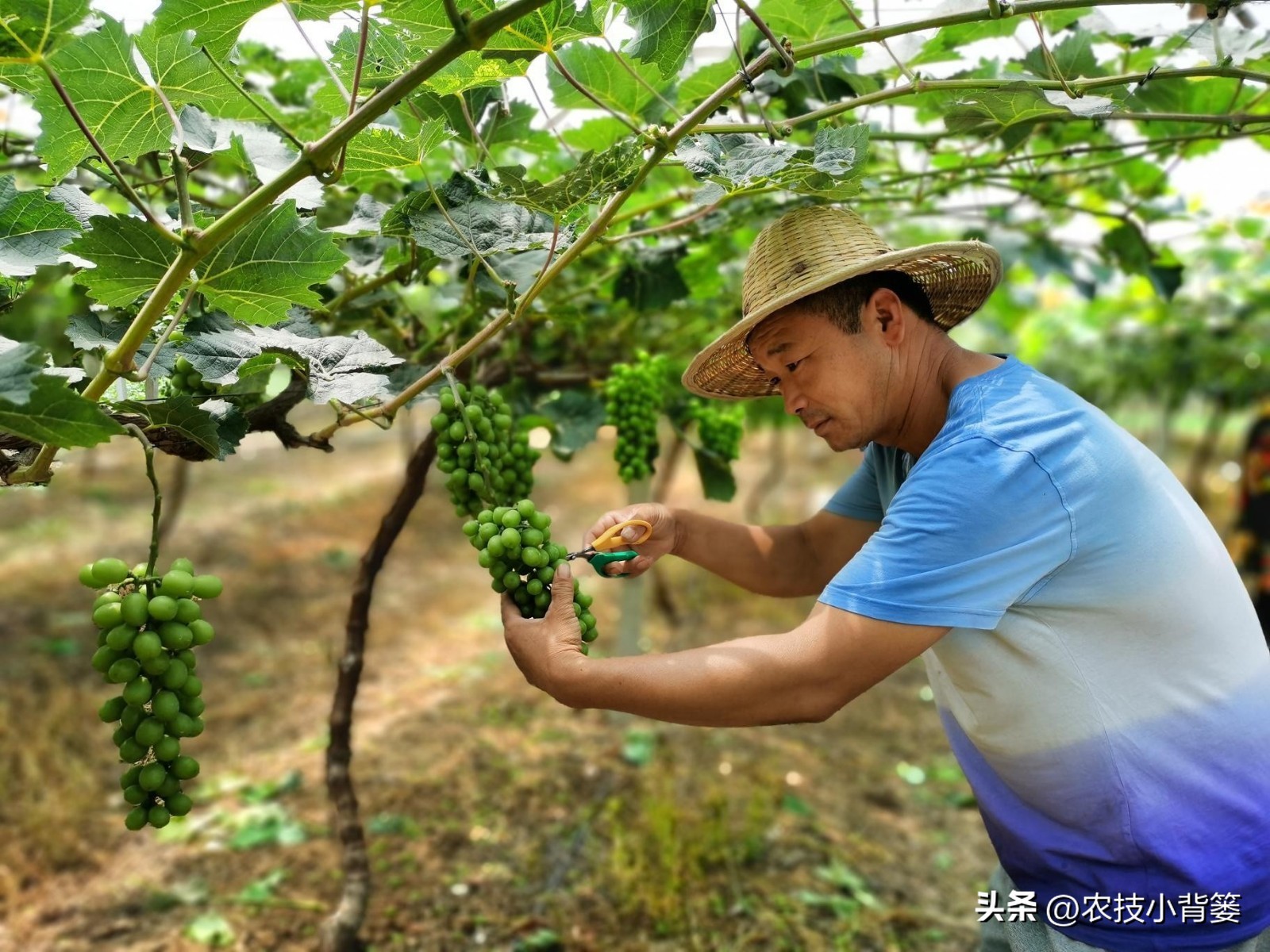 怎样解决葡萄大小不一的问题,解决葡萄发芽不整齐的问题