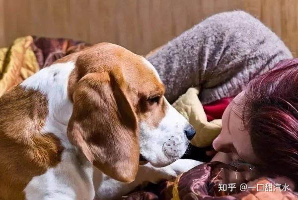 狗狗要睡觉会不会喘气,狗狗要睡床上怎么办