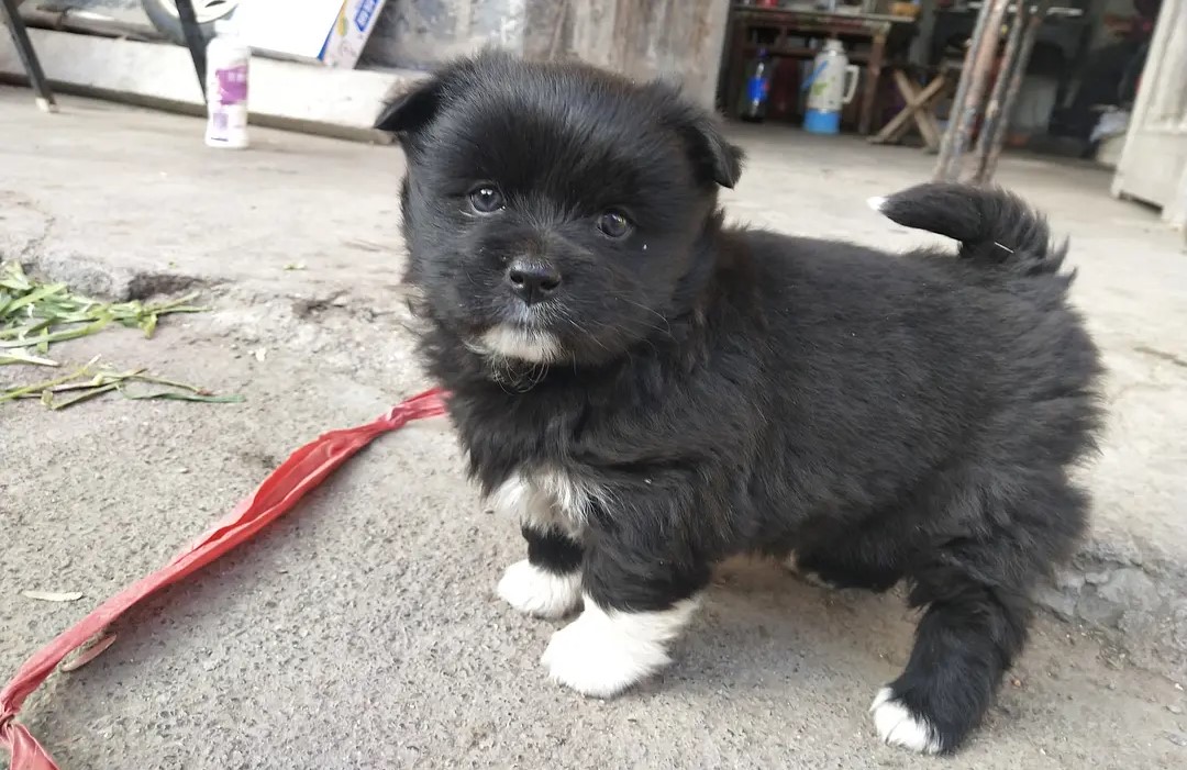 四脚白的狗能要吗,戴孝狗进家