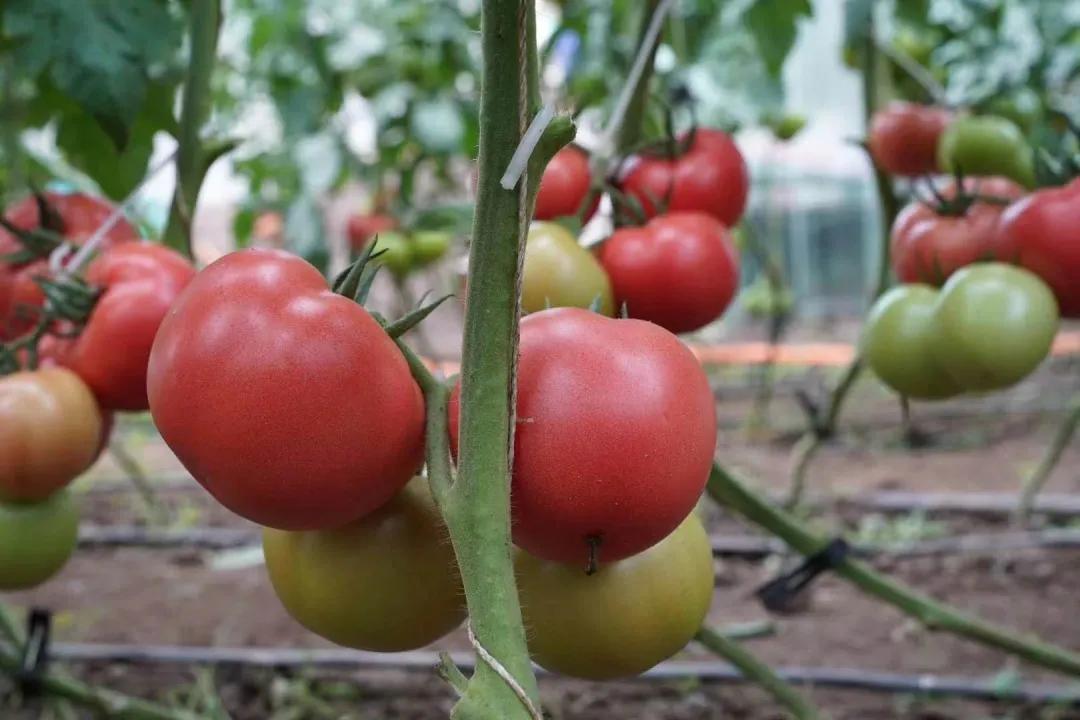 鱼蛋白水溶肥适用于哪些作物,作物用肥诀窍