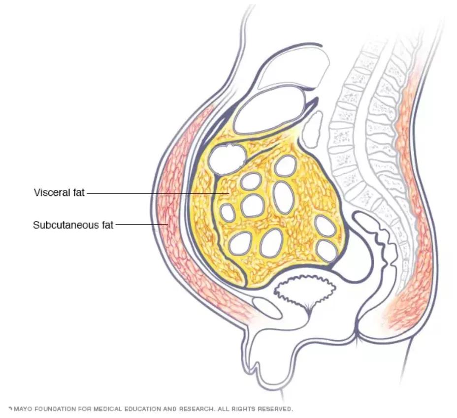 小腿肚子结实粗怎么减细,怎样减肚子最快的绝招